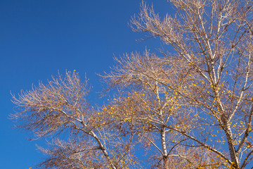 Poplar trees in autumn