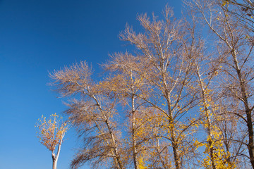 Poplar trees in autumn