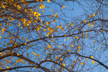 Yellow leaves on poplar branches