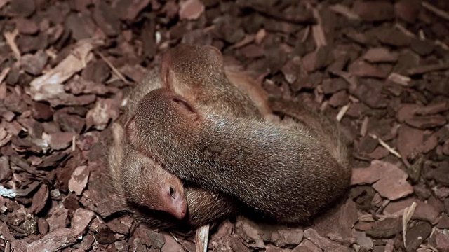 Group of baby of The common dwarf mongoose (Helogale parvula) on one heap.