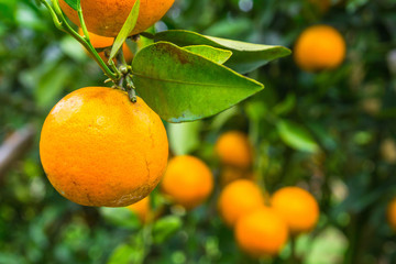 Close up of orange trees in the garden, selective focus.fresh orange on plant, orange tree