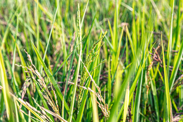 Fototapeta premium Close up Riceberry Rice on fields farming in thailand
