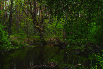 Fototapeta na wymiar Green forest
