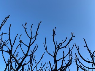 Silhouette of tree branches in the pure blue sky background