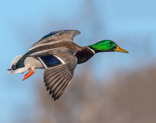 Obraz premium Mallard Drake in flight