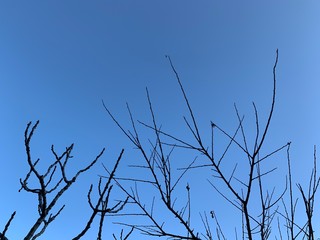 Silhouette of tree branches in the pure blue sky background