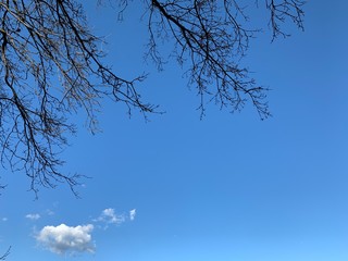 Silhouette of tree branches in the pure blue sky background