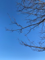 Silhouette of tree branches in the pure blue sky background