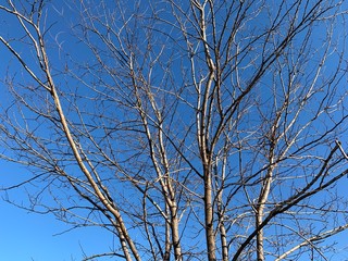 Silhouette of tree branches in the pure blue sky background