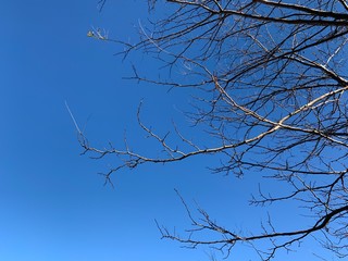 Silhouette of tree branches in the pure blue sky background