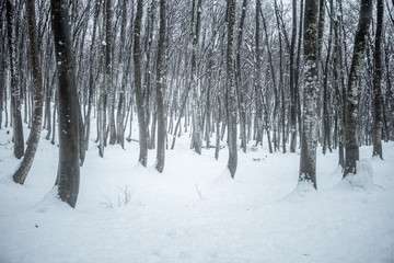 新潟県 美人林 雪景色