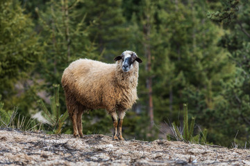 Fototapeta premium Sheep grazing high in the mountains in spring