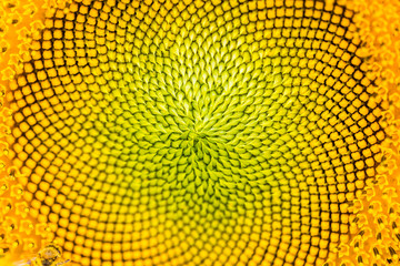 Beautiful fresh sunflower natural background. Close-up