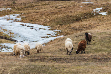 Obraz premium Closeup of grazing merino sheep in winter mountains.