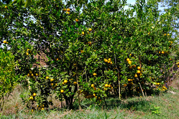 Fototapeta na wymiar Orange garden in harvesting season