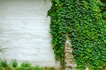 Texture of a white wall covered with ivy, background