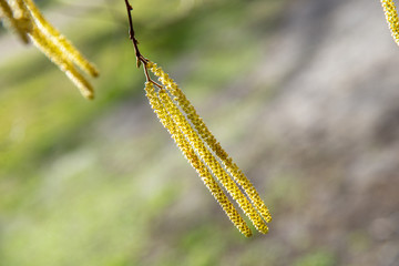 Spring background with birch branches catkins 