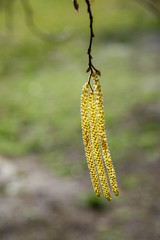 Spring background with birch branches catkins 