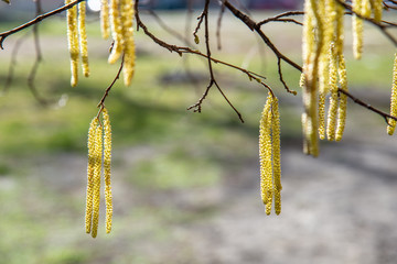 Spring background with birch branches catkins 