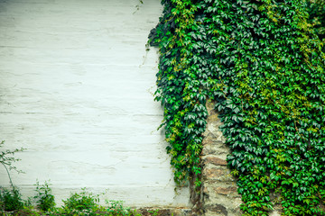 Texture of a white wall covered with ivy, background