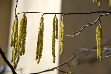 background with spring birch branches catkins in the city