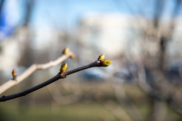 The first leaves begin to spring up in the trees in city.
