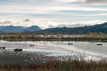 Laguna - Rheindelta - Fußach - Naturschutzgebiet