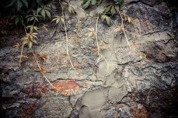 ivy covered stone wall, texture