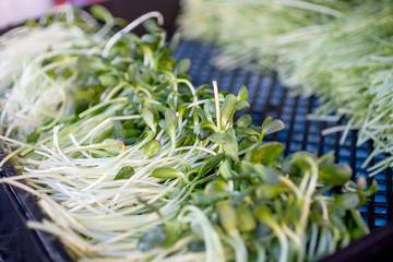 A view of a pile of micro green sprouts on display at a local farmers market.