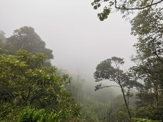 Obraz premium Mossy forest with haze and cold weather landscape view. Selective focus