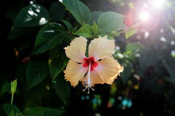 butterfly on flower