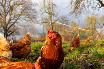 Free range organic chickens poultry in a country farm, germany