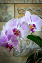 Orchid flowers (phalaenopsis) close up - violet pink color