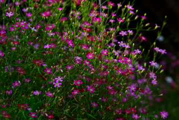 Obraz na płótnie Canvas Colorful of the tiny Gypsophila flowers