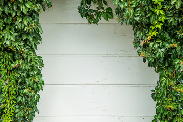 White wall covered with ivy