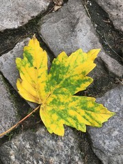 Herbstblatt Ahorn auf Pflastersteinen
