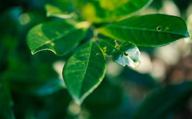 Close up image of green leaves