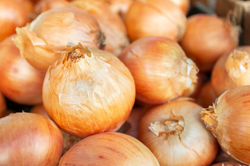 A view of several large yellow onions on display at a local farmers market.