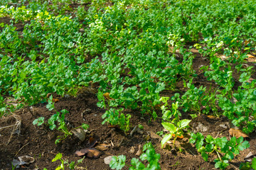 Fresh green coriander in garden or farm field