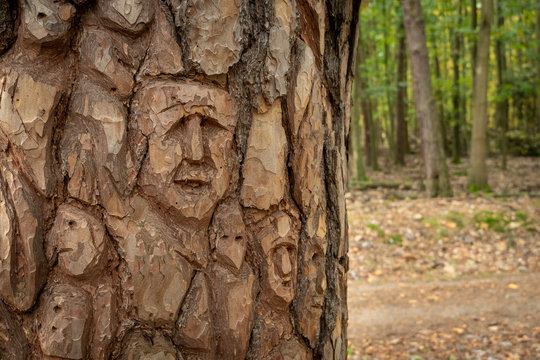 Pine trunk in the forest with funny artistic carving into the pine bark