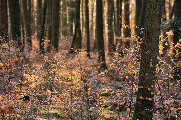 Autumn vibes in spring: The forest at the Moritzberg in Germany still looking like autumn in the last light of the day at the end of March
