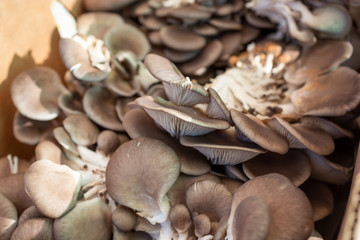 A closeup view of several groups of oyster mushrooms on display at a local farmers market.