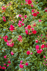 Fototapeta premium Floral background, climbing roses