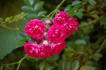 Branch of climbing red rose