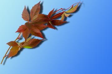 red autumn leaves. wild grape branch isolated on blue gradient background