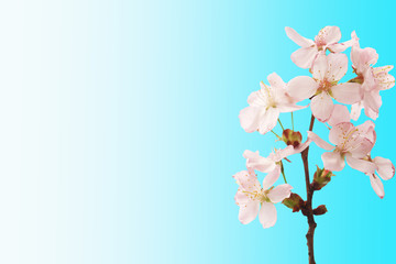 Obraz na płótnie Canvas Sakura branch with flowers isolated blue gradient background