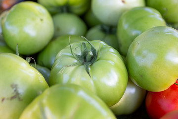 A closeup view of several green tomatoes.
