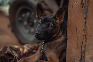 dog