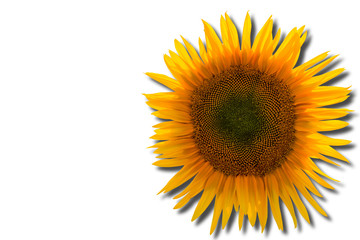 Obraz premium Sunflower. Shadow. Close-up. Top view.