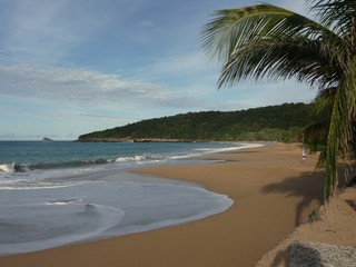 Guadeloupe Plage de sable fin sous les cocotiers dans les Cara&iuml;bes ou aux Antilles